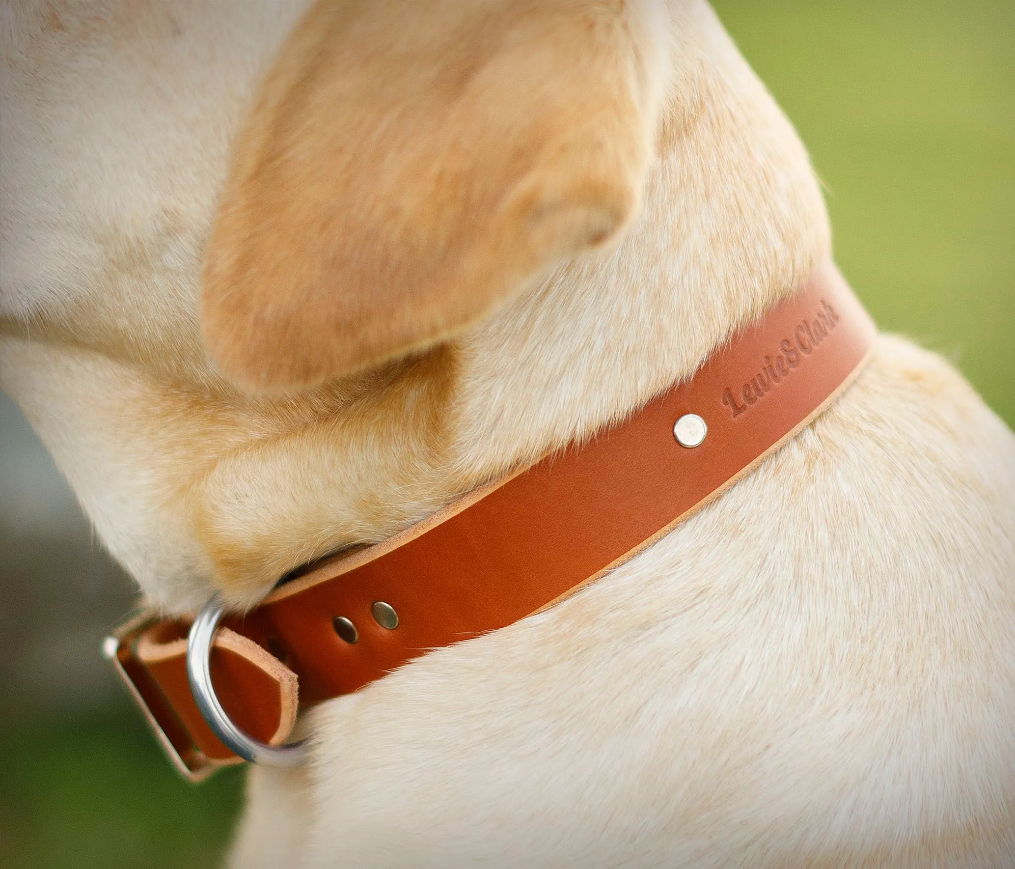 * CLEARANCE * Adventurer Dog Collar - Tan Leather Dog Collar - Thick, Durable, Strong Collar -  Nickle Hardware -  1.25 Inches Wide - Handmade in USA - Real Leather