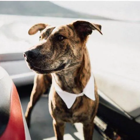 16" Dog Collar