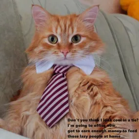 Cat Costume Bow Tie collar for Cats
