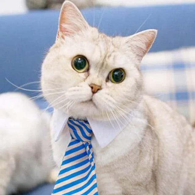 Cat Costume Bow Tie collar for Cats