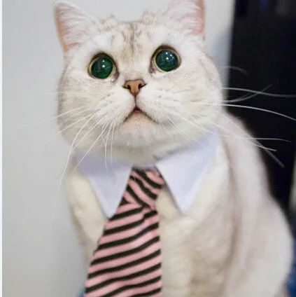 Cat Costume Bow Tie collar for Cats