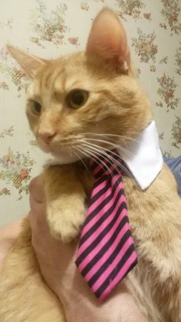 Cat Costume Bow Tie collar for Cats